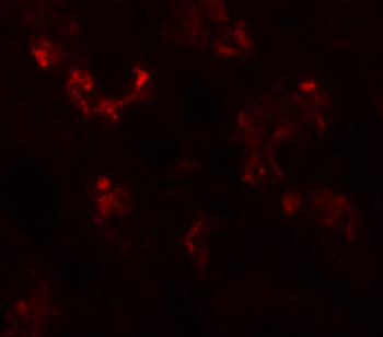 UHRF1BP1 Antibody