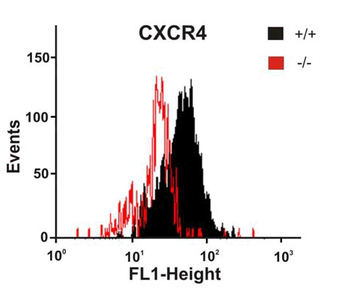 CXCR4 Antibody