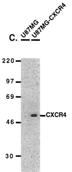 CXCR4 Antibody