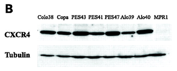 CXCR4 Antibody