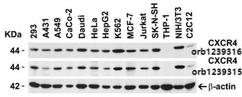 CXCR4 Antibody