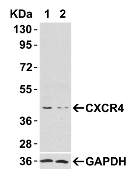 CXCR4 Antibody