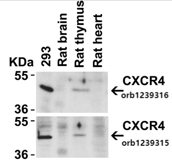 CXCR4 Antibody