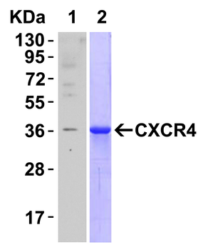 CXCR4 Antibody