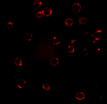 CXCR4 Antibody