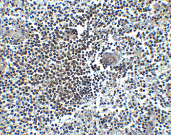 CXCR4 Antibody