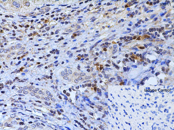 XBP1 Antibody