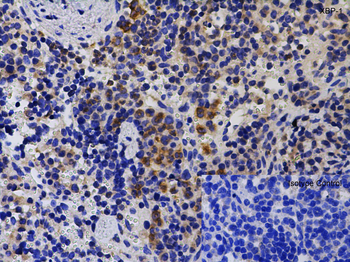 XBP1 Antibody