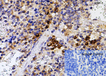 XBP1 Antibody