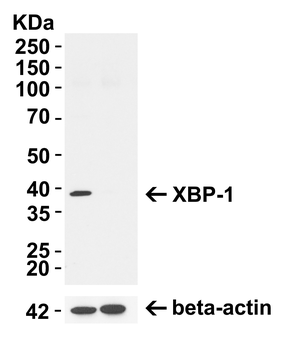 XBP1 Antibody