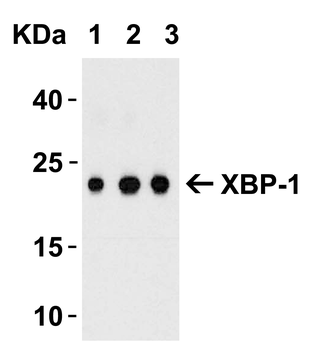 XBP1 Antibody