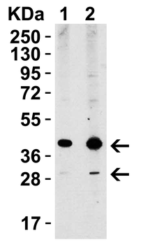 XBP1 Antibody