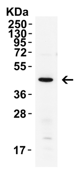 XBP1 Antibody