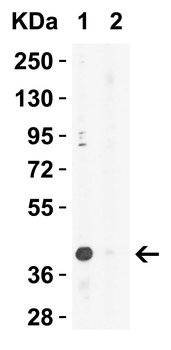 XBP1 Antibody