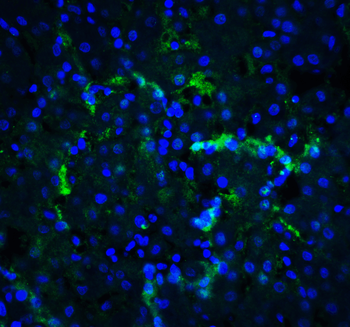 XBP1 Antibody