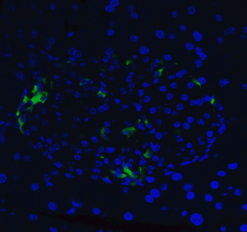 XBP1 Antibody