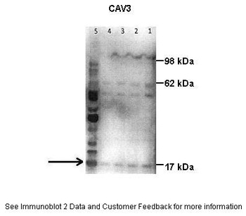 CAV3 Antibody