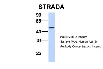 STRADA Antibody