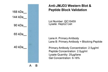 KDM6B Antibody