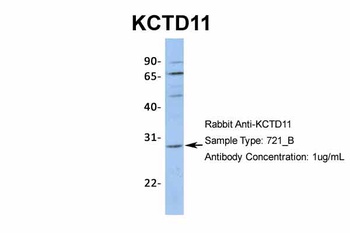 KCTD11 Antibody