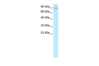 KIF5B Antibody