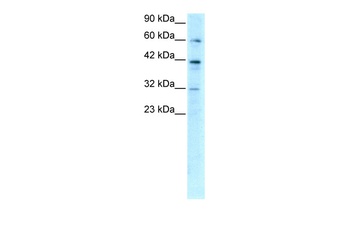 E2F4 Antibody