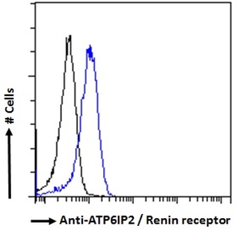 ATP6AP2 Antibody
