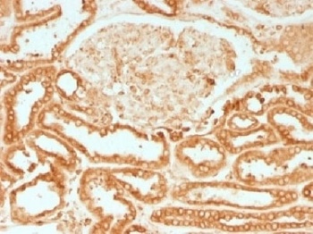 Calnexin Antibody [CANX/1541]