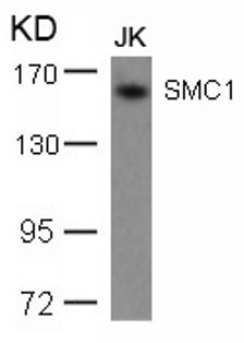 SMC1A Antibody