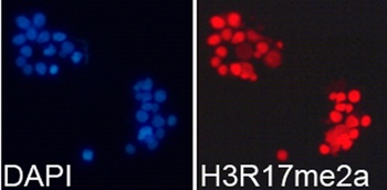 H3R17me2a Antibody