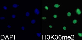 H3K36me2 Antibody