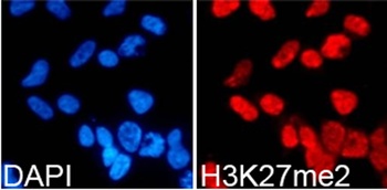 H3K27me2 Antibody