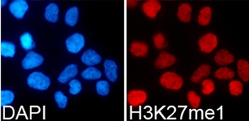 H3K27me1 Antibody