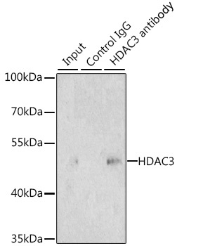 HDAC3 Antibody
