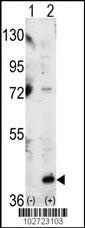 MAPK14 Antibody