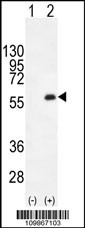 PKMYT1 Antibody