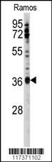U2AF1 Antibody