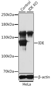 IDE Antibody