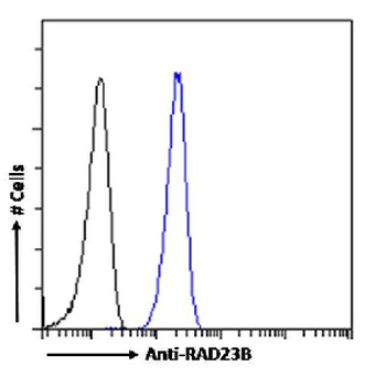 RAD23B Antibody