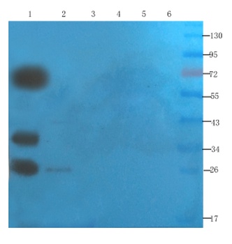 SNAP-25 Antibody [SP12], Mouse IgG1