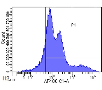 HLA class II Antibody [F3.3], Rabbit IgG