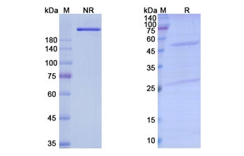Pacmilimab (CD274/PD-L1/B7-H1) - Research Grade Biosimilar Antibody