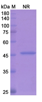 Ranibizumab (VEGFA) - Research Grade Biosimilar Antibody