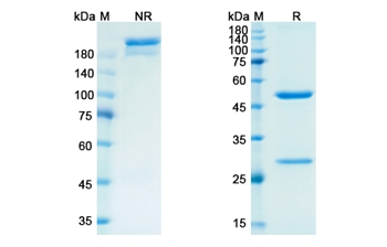 Semorinemab (MAPT) - Research Grade Biosimilar Antibody