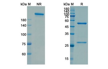 Utomilumab (TNFRSF9/CD137) - Research Grade Biosimilar Antibody