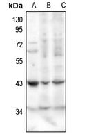 SerpinB1 Antibody