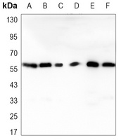 RAD23B Antibody