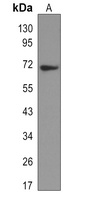 SOX9 Antibody