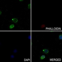 Paxillin (phospho-Y118) antibody