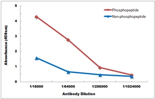 p21 (phospho-T145) antibody